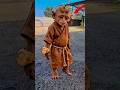 Cutest Funny Monkey Dance Goes Super Viral 🐒😂🔥 | Funniest Monkey Ever  #monkeydance #funnyshorts
