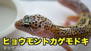 ヒョウモントカゲモドキ 飼育#40【マックスノーhetエクリプス】