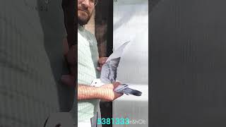 PT 5381333 25