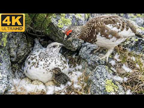 Rock Ptarmigan: 160 Days From Egg to Survivor (Wildlife Documentary Full Life Cycle in the Wild)