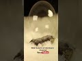 Ice Bubble, Winter -50°C. Coldest city in the World: Yakutia. Cold Weather Experience, Snow #shorts