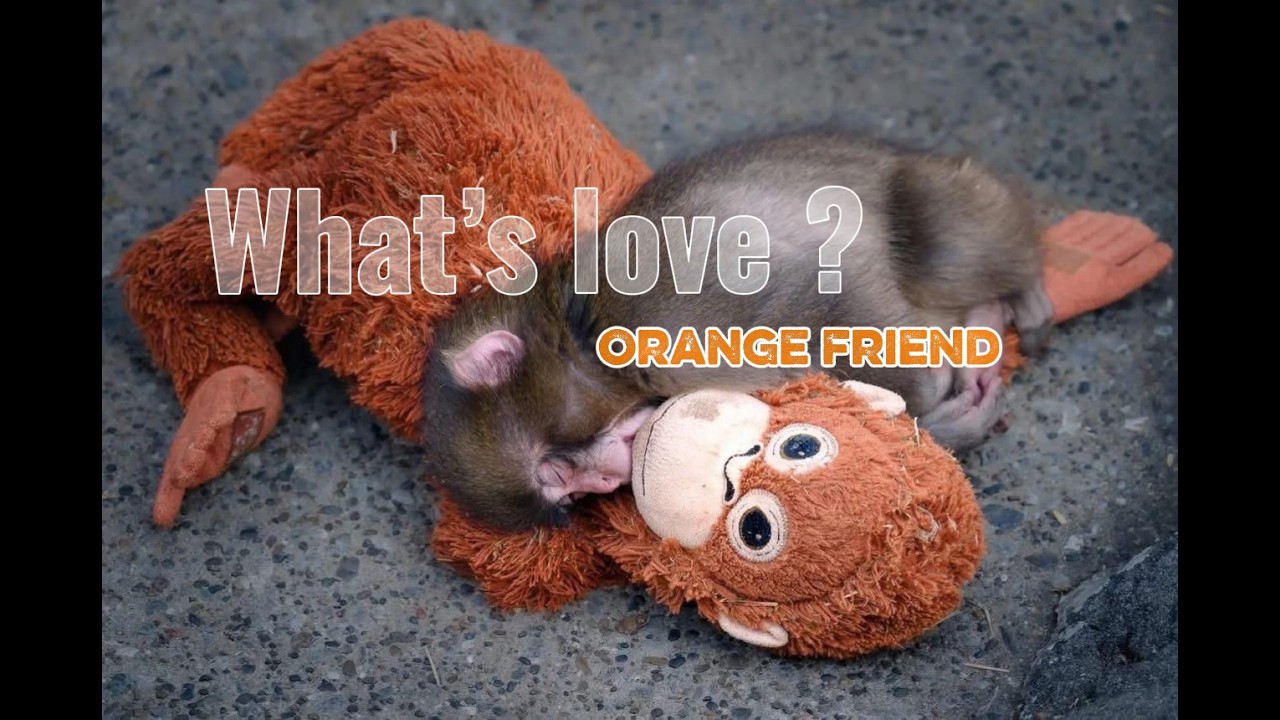 What’s love ?/ Orange friend