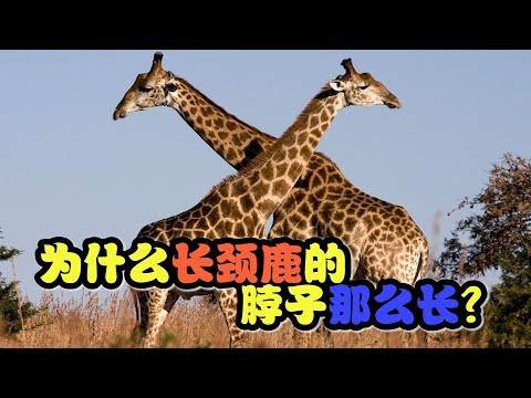 【十万个为什么】为什么 长颈鹿的颈脖子那么长？|十萬個為什麼|Uncle Why TV