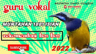 Guru vokal//Masteran Kasar Cucak Cungkok//1001 Muntahan ‼️