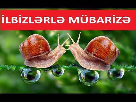 Video: Bağda şlaklarla mübarizə yolları