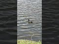 Eurasian coot dives funny and cleans feathers on the pond #shorts