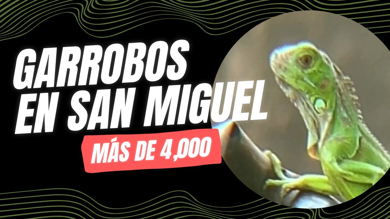 REPORTAJE | Garrobos en San Miguel, El Salvador 🇸🇻