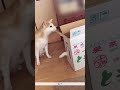柴犬と猫の何も起こらない動画です