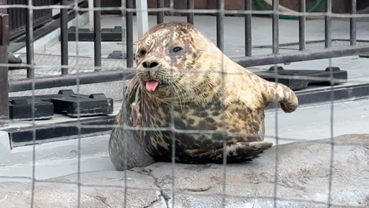 ミトちゃんかわいい♪【‎2024年‎2月2日】【上野動物園】ゼニガタ
