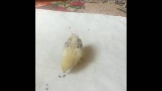 Detan Sinek Salannn.....sinek Dusmanı Ev Civcivi