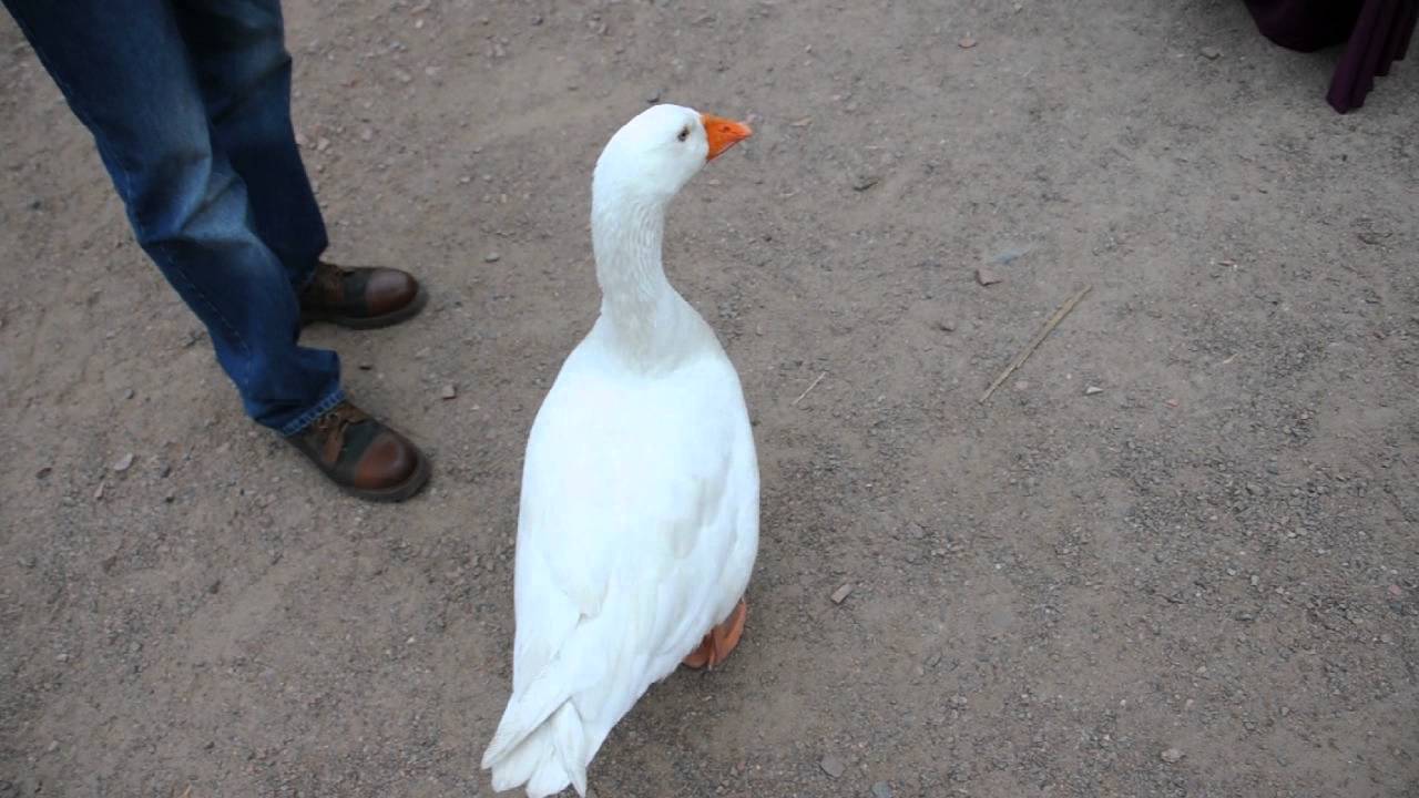 a goose