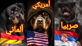 مواجة كلاب الروت وايلر ، بأنواعة (المانى - امريكى - روسى - صربيا) أفضلهم ، كلب الروت وايلر.....