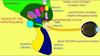 suprachiasmatic nucleus of the hypothalamus