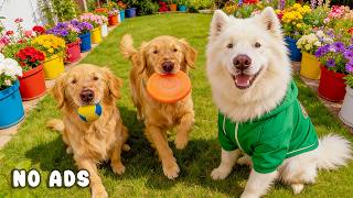 24 Hours of Dog TV for Dogs to Watch 🐕🎶 Running Dogs with Peaceful Music for Anxiety Relief 💞