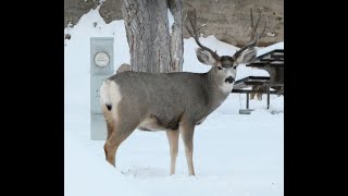 Mule Deer Winter Range, Jan. 1-7, 2020