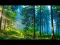 Calming Music Relieves Stress With Beautiful Nature Videos 🌿 Relaxing Piano Music, Healing Music #14