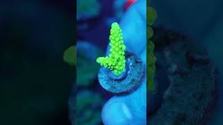 Acropora tumida Enzmann - Nachzuchtkoralle bei whitecorals.com