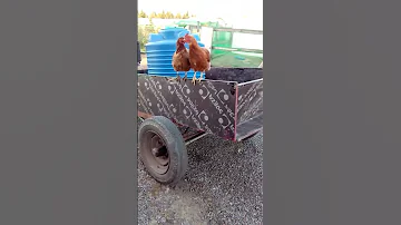 Курицы летают! Научное подтверждение!