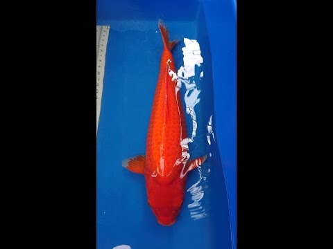 Video #KoiMart JP1362: CÁ KOI NHẬT BENIGOI JUMBO 70CM| HOÀNG... - youtube
