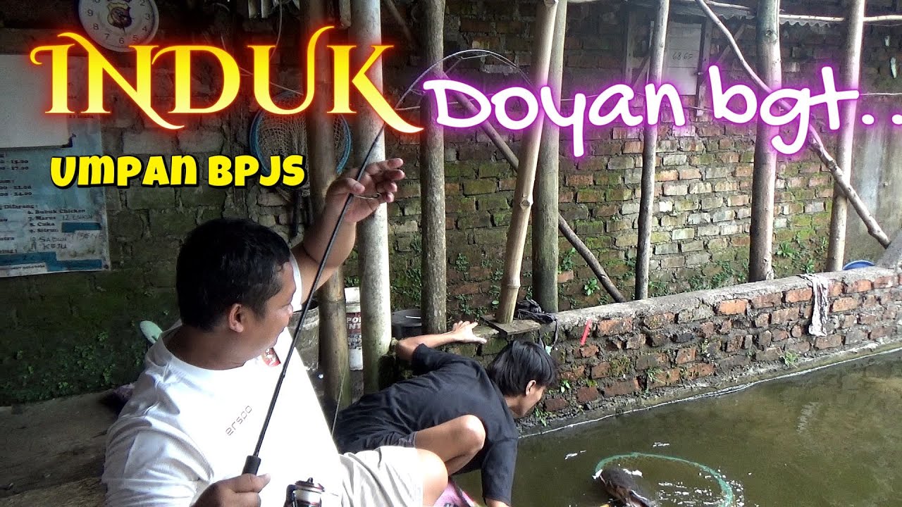 RACIKAN JEROAN NILA TANPA ESSEN Galatama Lele