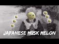 The Cuba Series: Japanese Musk Melon, Is it Worth It?