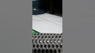 Penampakan cicak ekor bercabang dua