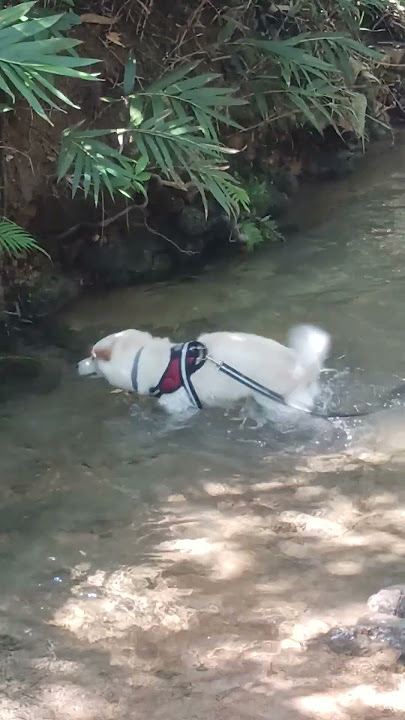 enjoy bathing because of the extreme heat #doglife #dog #dogs #trending #viral #youtubeshorts