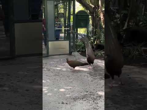 లవర్ కోసం నెమలి విన్యాసాలు Male Peacok Dance For Atracting Female Peacok #viralvideo #peacock