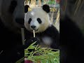 Happy birthday, Leni and Lotti! Berlin's panda twins turn two #worldnow
