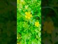 beautiful Flower vlog 😂 #nature #minivlog #lifeisbutadream