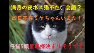 【子猫頭、最後の頭も里親様が!!】先生と皆様の愛に感謝ボス猫会議があっているかも保護猫の日常、お世話