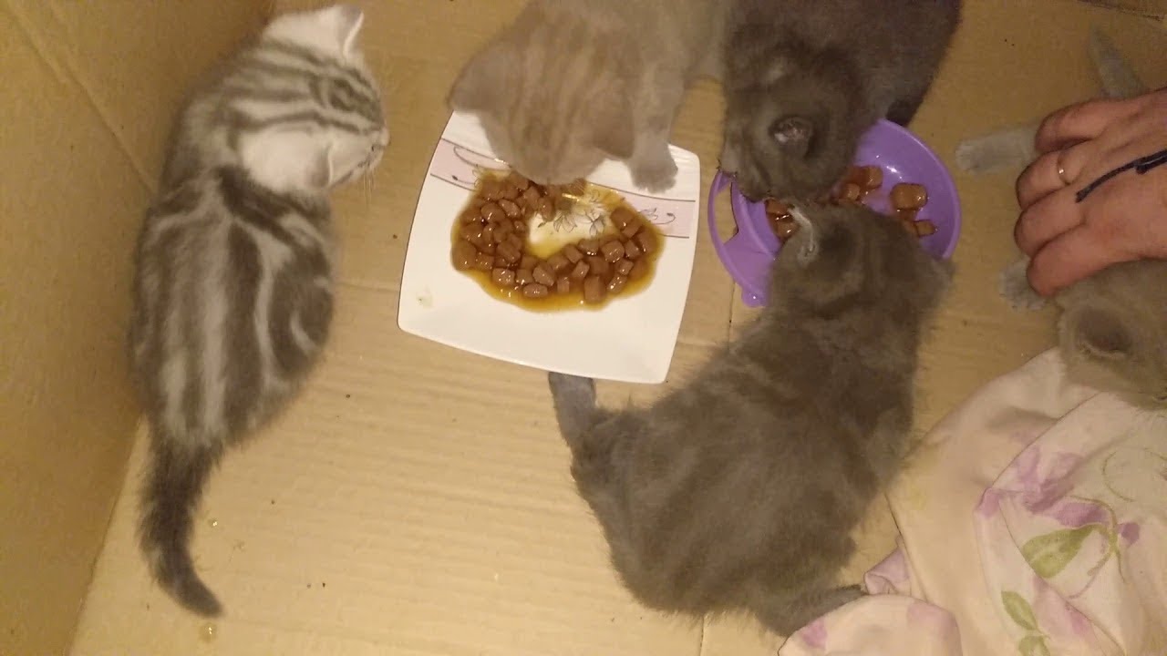 1 месяц без мамы. Недельные котята. Котята 1 неделя. Кошачий прикорм для котят. Корм для маленьких котят 1.5 месяца.