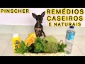 REMÉDIOS CASEIROS E NATURAIS PARA VERMES, PULGAS, CARRAPATOS E SARNAS EM CACHORRO| PINSCHER FILHOTES