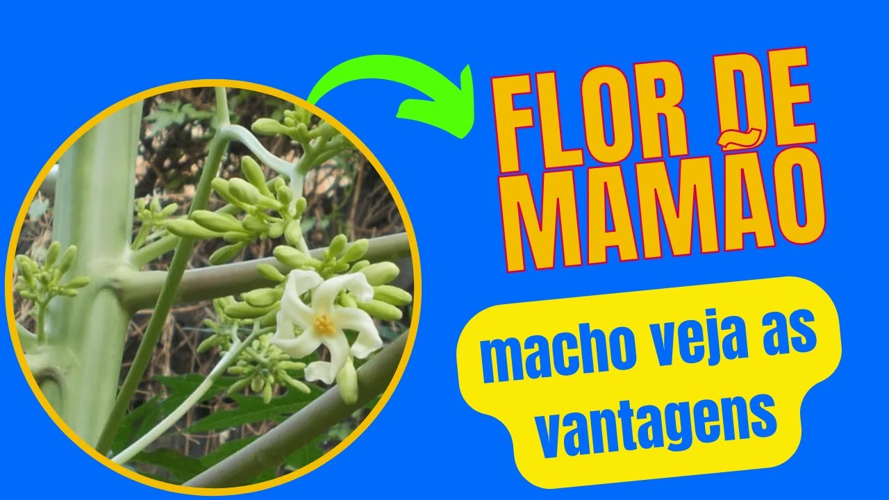 Revelando o poder da flor do mamão macho será que cura a diabetes - YouTube