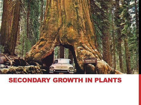 Support &amp; Movement - Secondary Growth in Plants (Urdu) Chapter 16, Lecture 02