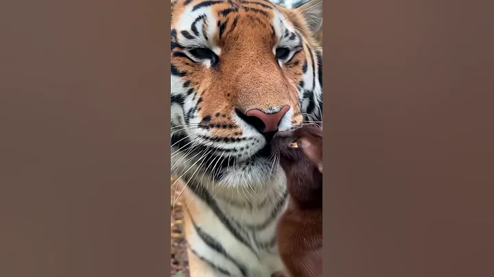 Video 11738181: burmese cat, cat tiger, cat funnycats cute, cat gently