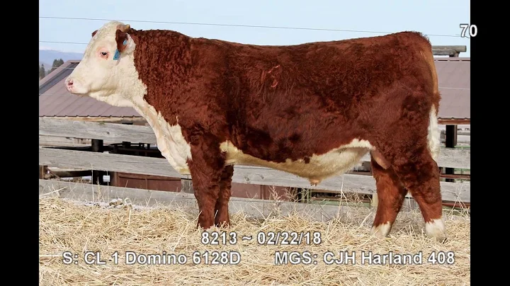 Lot 70 ~ H5 6128 Domino 8213 1ET