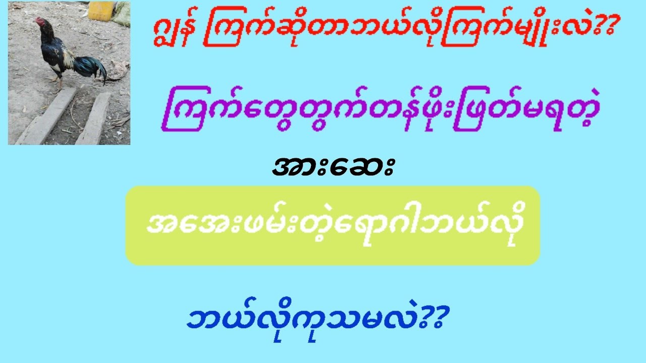 @ဂျွန်ကြက်ဆိုတာဘယ်လိုကြက်မျိုးလဲ?တန်ဖိုးဖြတ်မရတဲ့ကြက်အားဆေးနှင့်အအေးဖမ်းရောဂါကုသပုံ#