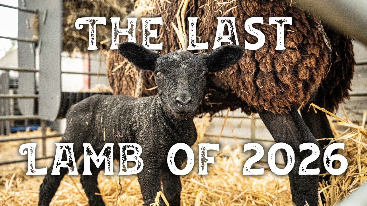 Our Last Ever Lamb of 2026... and a HUGE Farm Sale. - YouTube