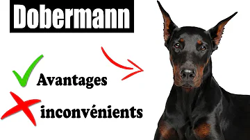 Est-ce que le Doberman est catégorisé ?