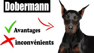 Le Dobermann Avantages et Inconvénients | Dobermann Le mal Et Le Bien De La Race