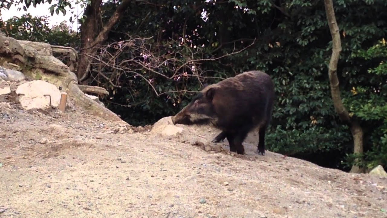 福岡油山のイノシシくん Youtube