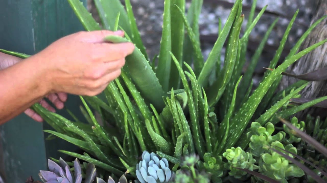 The Recommended Variety Of Aloe Vera Plant For Harvesting