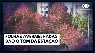 Rua do Outono: folhas avermelhadas dão o tom da estação | Jornal da Band