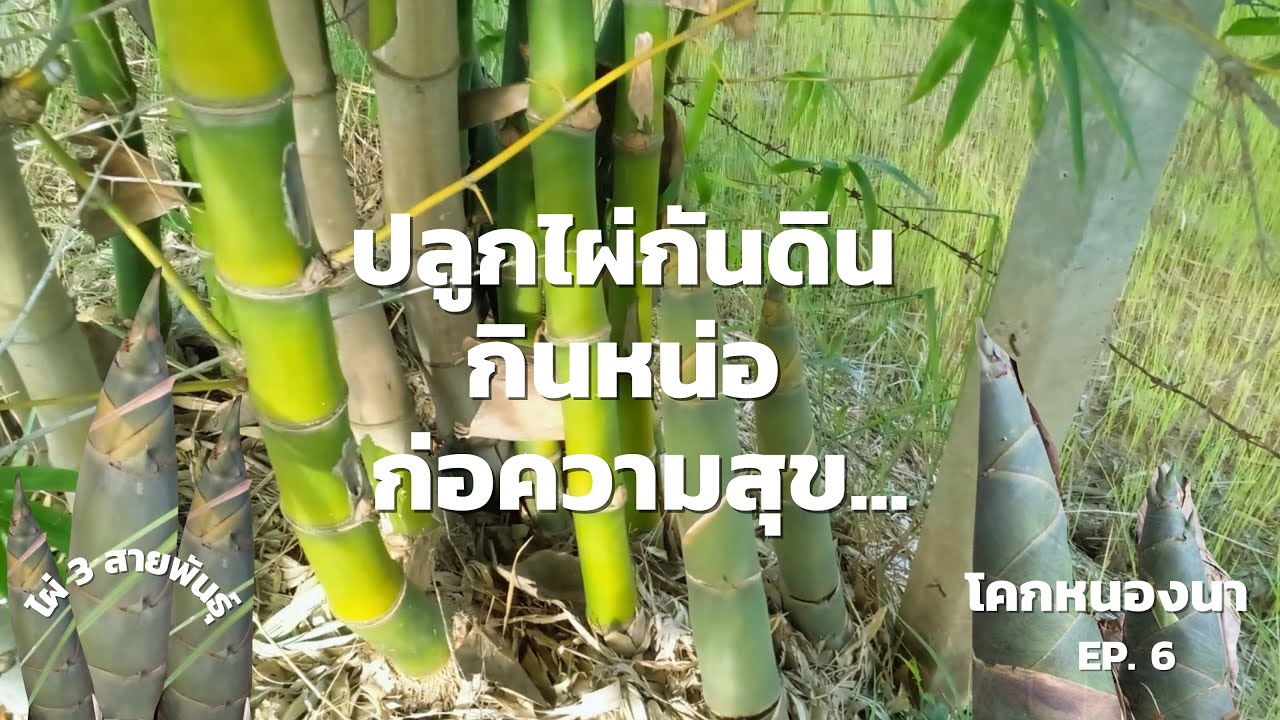 ฮักแพงแปลงเกษตรอินทรีย์ - โคกหนองนา EP.6 ปลูกไผ่กันดิน กินหน่อ ก่อความสุข...