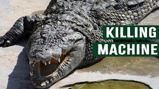 HOW TO ESCAPE A KILLER ALLIGATOR'S DEATH ROLL