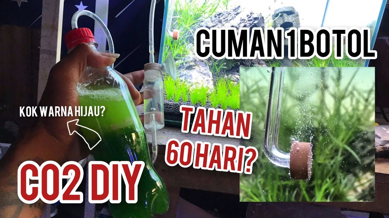 Co2 DIY Ragul AWET 60Hari? Ini nih Triknya!!!
