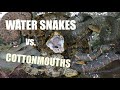 COMPLETE Guide to Water Snakes vs. Cottonmouths!