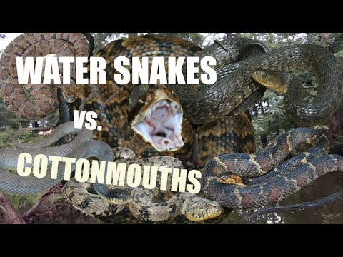 COMPLETE Guide to Water Snakes vs. Cottonmouths!