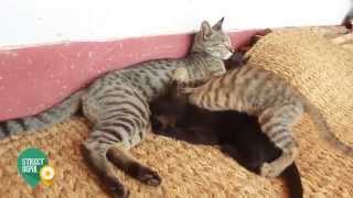 Cat || Breast Feeding || Domestic Animal || Cat || Breast Feeding || Domestic Animal ||